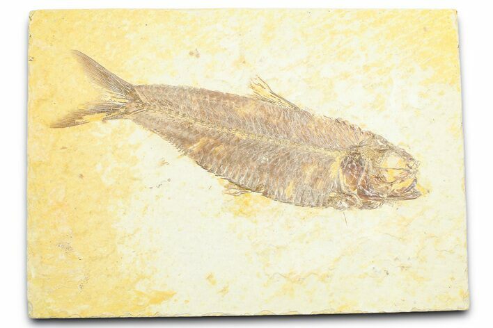Detailed Fossil Fish (Knightia) - Wyoming #372335